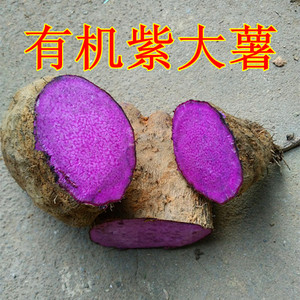 脚板薯紫大薯紫毛薯粉糯脆参薯红薯子新鲜正宗建宁紫山药4斤装