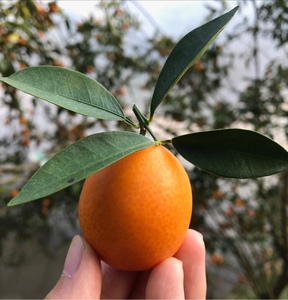 广西阳朔油皮金桔新鲜水果优质桔子大果孕妇自家果园直发包邮10斤