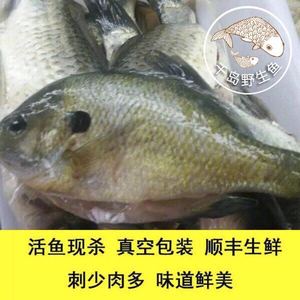太阳鲈鱼