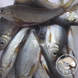 千岛湖野生鱼淡水小花鳊鱼  鲜活水产黄花皮野生弯弯片大眼华鳊