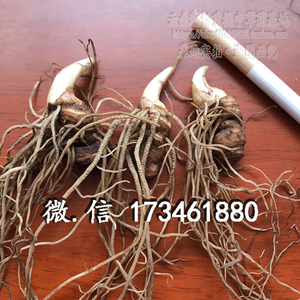 七叶一枝花种子