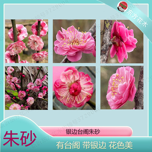 原生银边台阁朱砂稀有名贵品种梅花实生树苗盆景地栽绿植花卉盆栽
