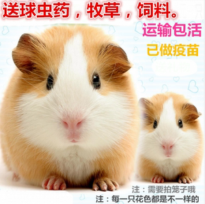 宠物鼠荷兰猪