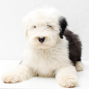 古牧幼犬价格_幼犬古牧吃什么狗粮好_古牧幼犬喂养