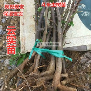 云实刺树