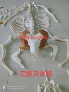001人付款淘宝羊骨骼标本骨头真骨骼动物标本山羊骨架