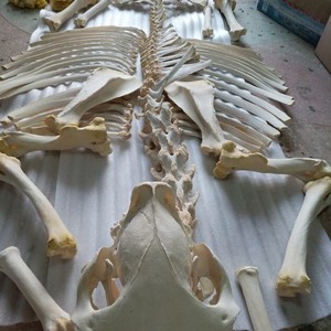 马骨架马骨骼标本动物标本真骨骼马骨头动物模型