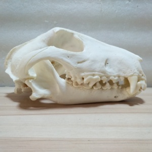 动物骨骼标本各种犬骨骼头骨真骨头教学模型动物医院教具