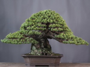 日本大阪松 精品大阪松 日本五针松盆景 矮霸大阪松盆景