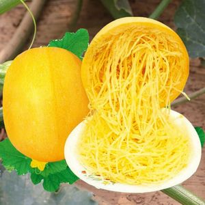崇明金瓜徐州新鲜金丝瓜黄金瓜茭瓜丝瓜时令瓜天然鱼翅凉拌瓜丝