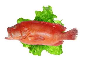 红斑鱼多少钱一斤图片