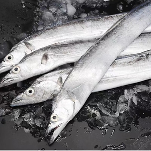 连云港新鲜整条大带鱼吊带东海小眼油带鱼新鲜冷冻500-700每条