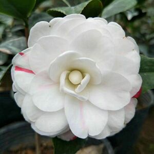 精品抓破美人脸挂线名贵稀有精品茶花盆栽高档绿植花卉