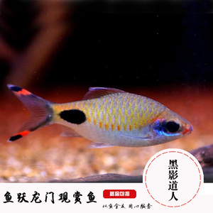 热带观赏鱼稀有野生黑影道人鱼一眉道人鱼彩虹道人黑影道人鱼活体