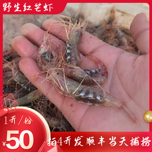 红芒子虾