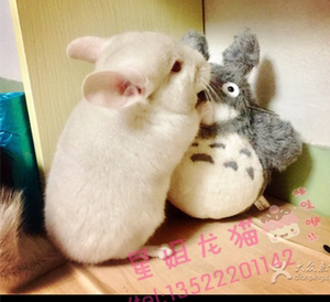 金色龙猫