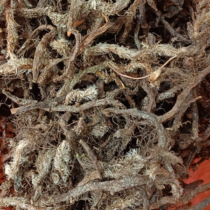 中药材白毛蛇 圆盖阴石蕨 别名上树蛇 白毛伸筋 毛石蚕 白毛岩蚕