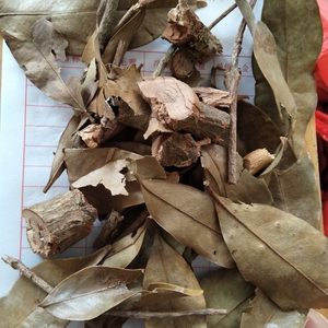 广西中药材 杉树寄生 杉木寄生 参亮树寄生 晒干切段500克