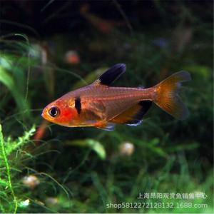红叉鱼