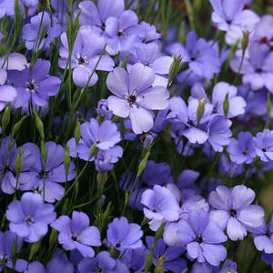 樱雪轮 小麦仙翁 蓝色 耐寒 丰花 爆盆 盆栽苗 蓝山园艺