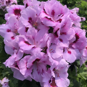 大花天竺葵盆栽草本花卉庭院百年温哥华家庭阳台四季开花美观