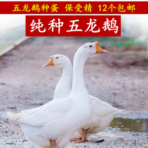 纯种五龙鹅受精鹅蛋受精蛋四季鹅种蛋高产率白鹅可孵化满12枚包邮