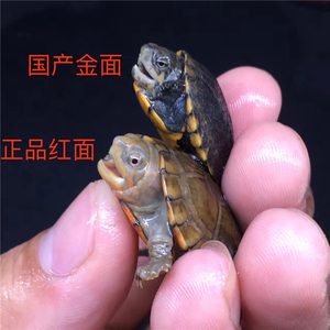 精品红面蛋龟