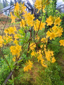 精品黄花杜鹃花小老桩树桩盆景映山红熟桩室内防辐射阳台绿植花卉