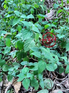 包邮野生现挖狗肝菜苗青蛇仔四籽马蓝岩冬菜龙狗肝野辣椒六角英苗