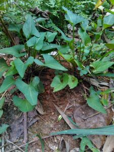 野生现挖犁头草紫花地丁犁嘴草玉如意草and紫花地丁干品中草药材