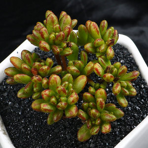 大邱园艺|丸叶小人祭多肉植物防辐射绿植 萌肉肉盆栽绿植花卉包邮