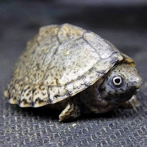 牛一塘麝香龟苗乌龟宠物龟活物剃刀龟苗深水龟蛋龟活体