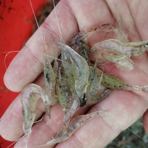 2斤装野生小河虾淡水活虾现冻小虾米小米虾新鲜冷冻小白虾包邮