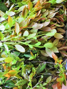 黑饭叶 新鲜南烛叶 乌饭树叶 乌饭草黑官膳食材 做黑米饭材料500