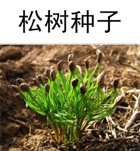 松树种子发芽过程图片图片