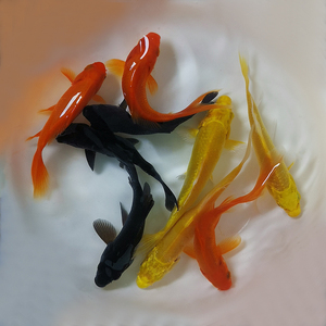 活体锦鲤锦鲫金鱼观赏鱼红色黄色白色黑色花鱼包邮包活渔场直发