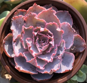 佛罗伦萨 一物一拍 包邮饺子多肉植物 包菜系列 皱叶 大单头