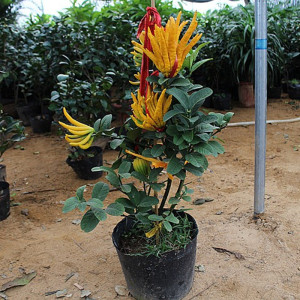 佛手树小苗金佛手观叶盆栽客厅庭院阳台种植趣味大苗佛手柑带果