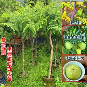 8033人付款淘宝现摘油柑果新鲜潮汕野生甜种油甘果余甘子牛甘果生吃