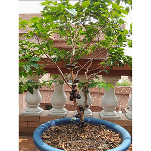 【嘉宝果树阳台种】嘉宝果树阳台种品牌,价格 - 阿里巴巴