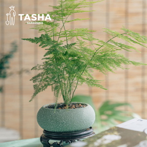 塔莎的花园 文竹盆栽室内种易活景观云竹桌面办公室绿植四季常青