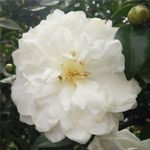 富士之峰茶梅 原生苗 白茶梅 名贵茶梅 大茶梅 香茶 绿化植物