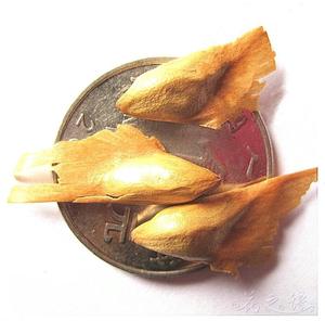 油杉种子 杜松 唐杉 松罗 水松