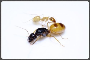 黑金土耳其弓背蚁 新后 蚂蚁活体 宠物蚂蚁 科普教育蚂蚁工坊