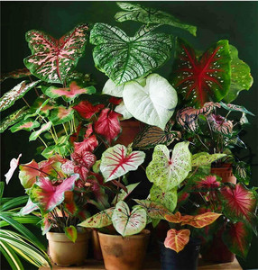 泰国彩叶芋 夏季网红植物室内庭院植物盆栽热带观叶植物东森园艺