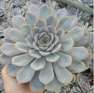 菲欧娜超级大老桩 多肉植物 精品肉肉绿植盆景阳台花防辐
