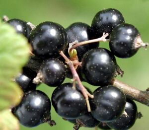 黑醋栗果树苗 黑加仑 黑豆果 新兴营养果树 盆栽地栽