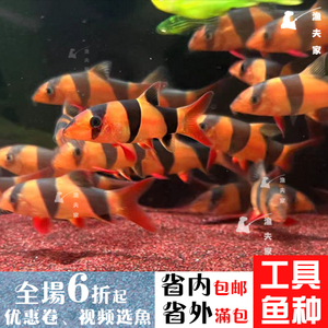 渔人湾88淘宝大尺寸三间鼠鱼 皇冠九间鱼 大型鼠鱼 清缸鱼热带观赏