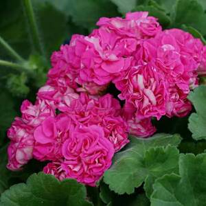 001人付款淘宝天竺葵苗 78laraenwoy 劳拉伊万 半年苗衡水湖特产