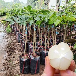 32国际新潮店淘宝泰国进口水果苗果树苗庭院盆栽地